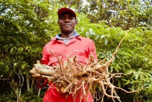 Buy quality Ibogaine. Iboga suppliers in cameroon