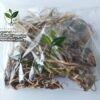 IMG-20260923-WA0313 Order Iboga Roots. Ibogaine roots