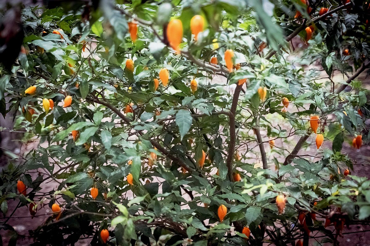 Ibogaine