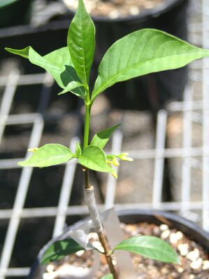 Iboga Seedlings