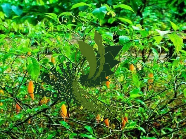 ibogaine research 2026