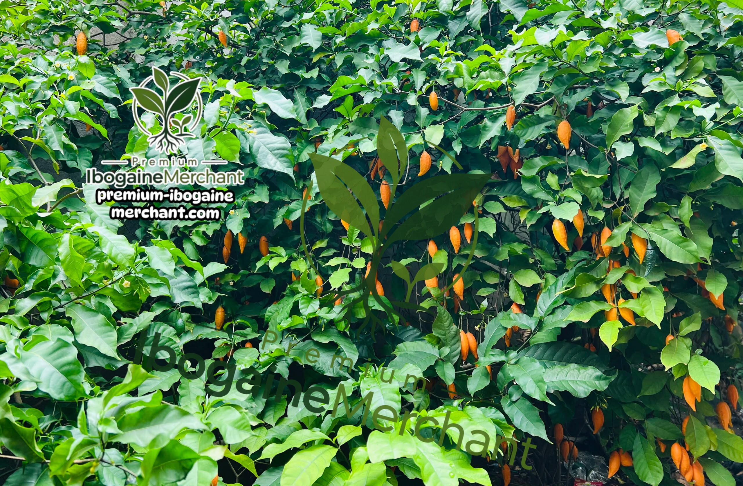 Responsibly sourced iboga roots, root bark and seeds from Cameroon and Central Africa, supplied to qualified international buyers with a focus on traceability, quality and responsible export. Buy Ibogaine Today!